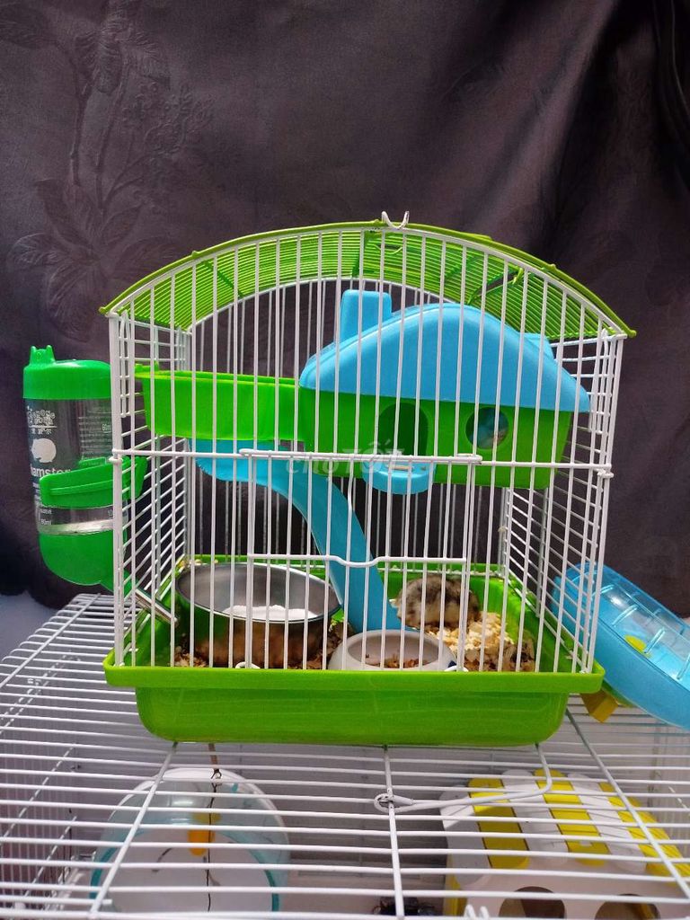 Combo 2 hamster và lồng