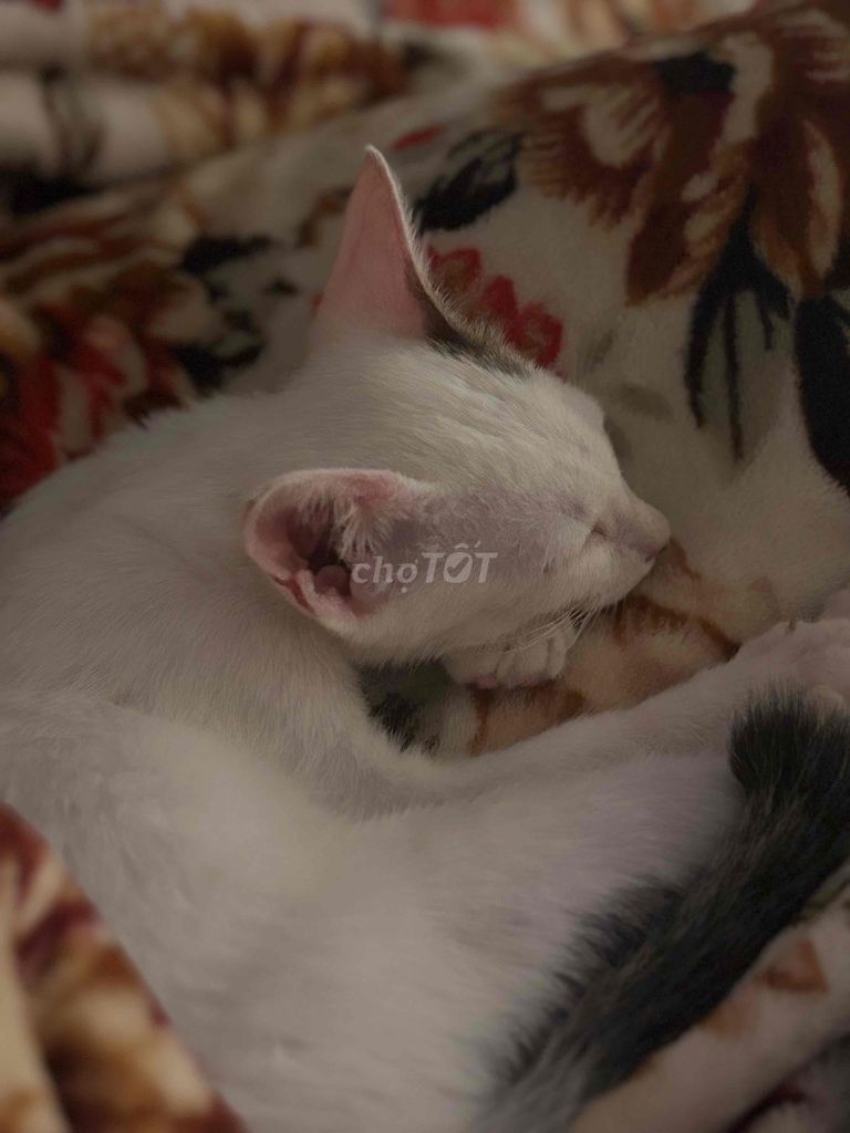 Mèo lông mềm mượt Trắng. Mua bán Mèo tại Thành phố Trà Vinh Trà Vinh được đăng bởi Phương Trinh hình 1