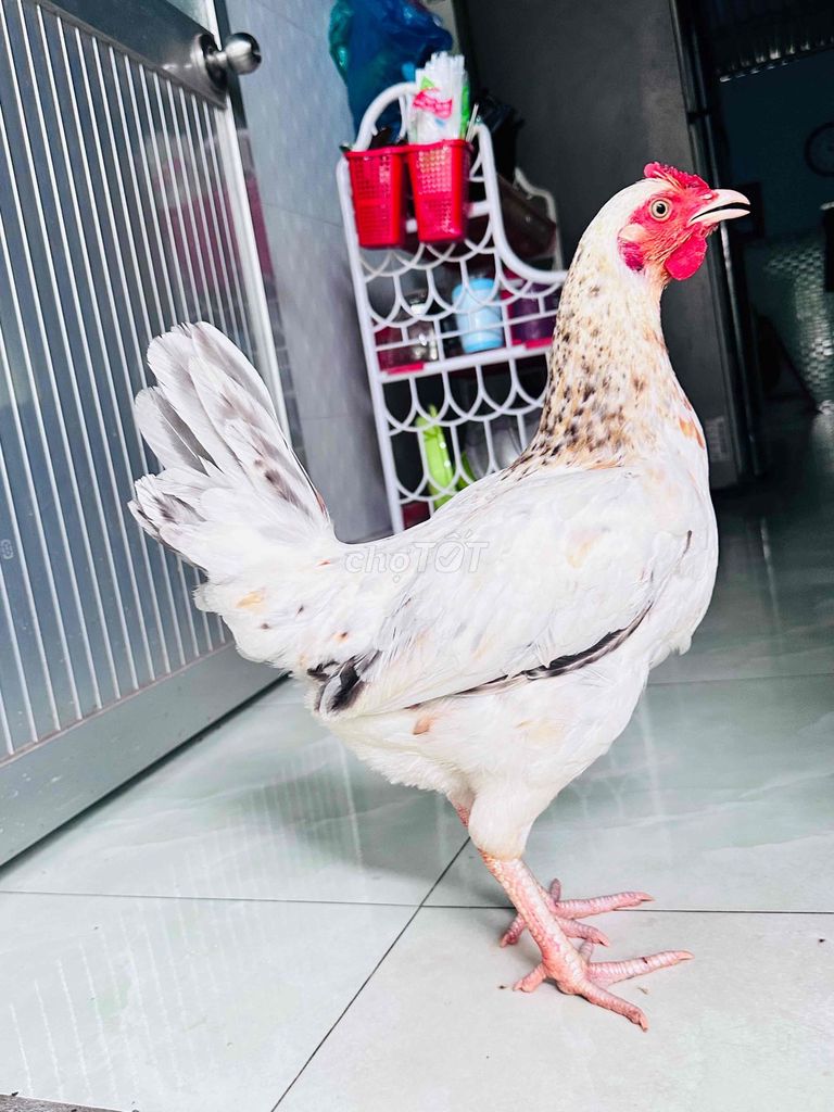 Gà mái mỹ 2.1 kg. Mua bán Gà tại Huyện Cai Lậy Tiền Giang được đăng bởi gà đá Tiền Giang hình 1