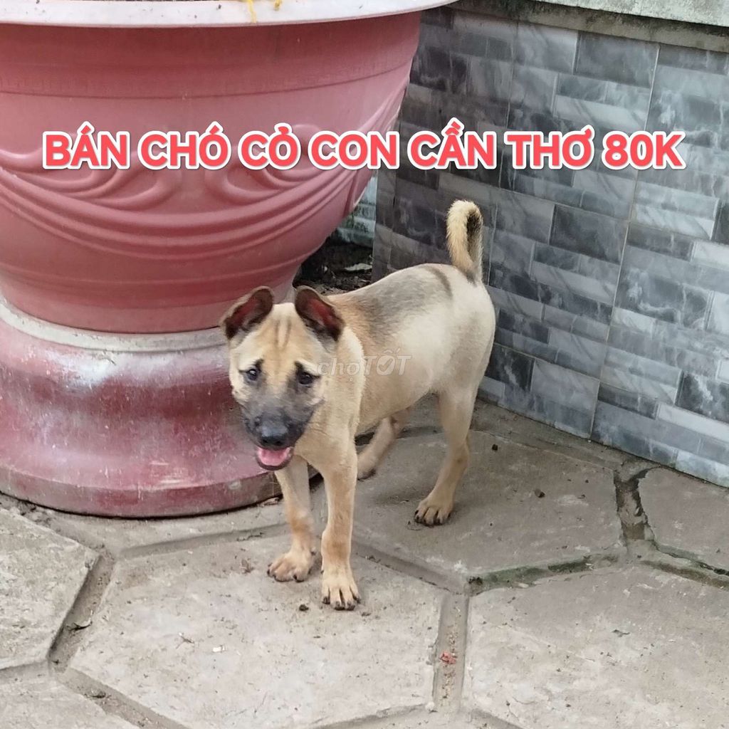 Bán chó cỏ con Cần Thơ. Mua bán Chó tại Quận Bình Thuỷ Cần Thơ được đăng bởi Lê Nhật Quang hình 1