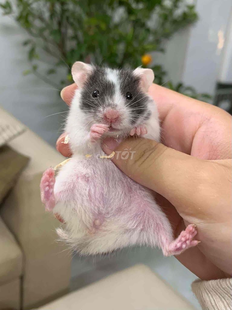 Hamster Bear lông sát (cái). Mua bán Thú cưng khác tại Quận 8 Tp Hồ Chí Minh được đăng bởi Ngọc Sương hình 1