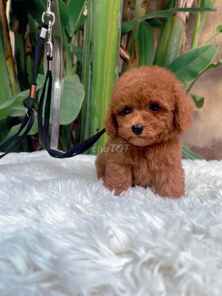 chó poodle nâu đỏ