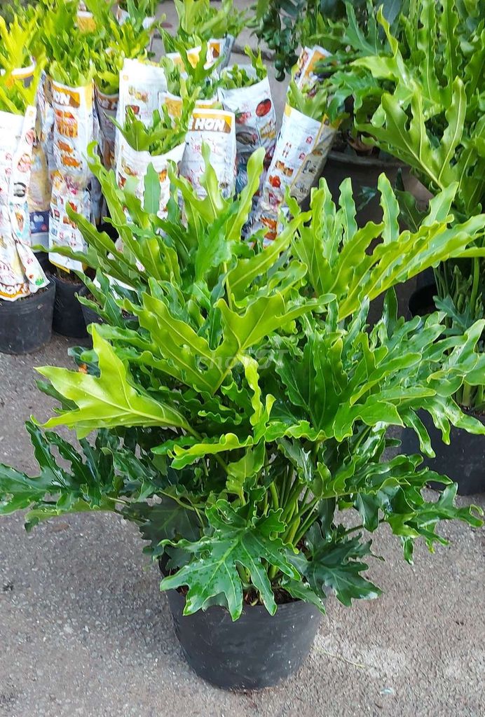 Cây 💚Trầu bà thanh xuân 💚. Mua bán Cây cảnh, đồ trang trí tại Quận Gò Vấp Tp Hồ Chí Minh được đăng bởi Tô Kem  hình 1