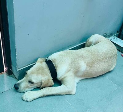 Chó Labrador Đực Vàng kem Đã tiêm phòng