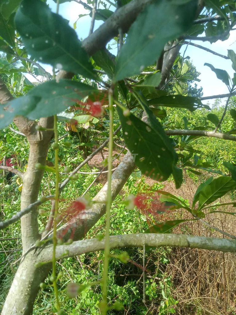Lộc vừng. Mua bán Cây cảnh, đồ trang trí tại Huyện Châu Thành Đồng Tháp được đăng bởi  hiền nth hình 1