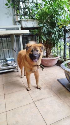 Chó Xù bắc hà vàng lưỡi thép. Mua bán Chó tại Quận Ba Đình Hà Nội được đăng bởi Nguyễn Đạt