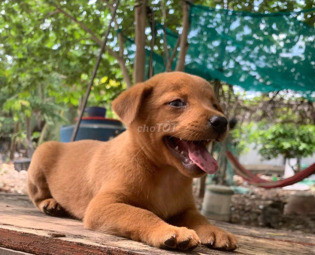 Bé trai golden vàng rất thông minh, tình cảm