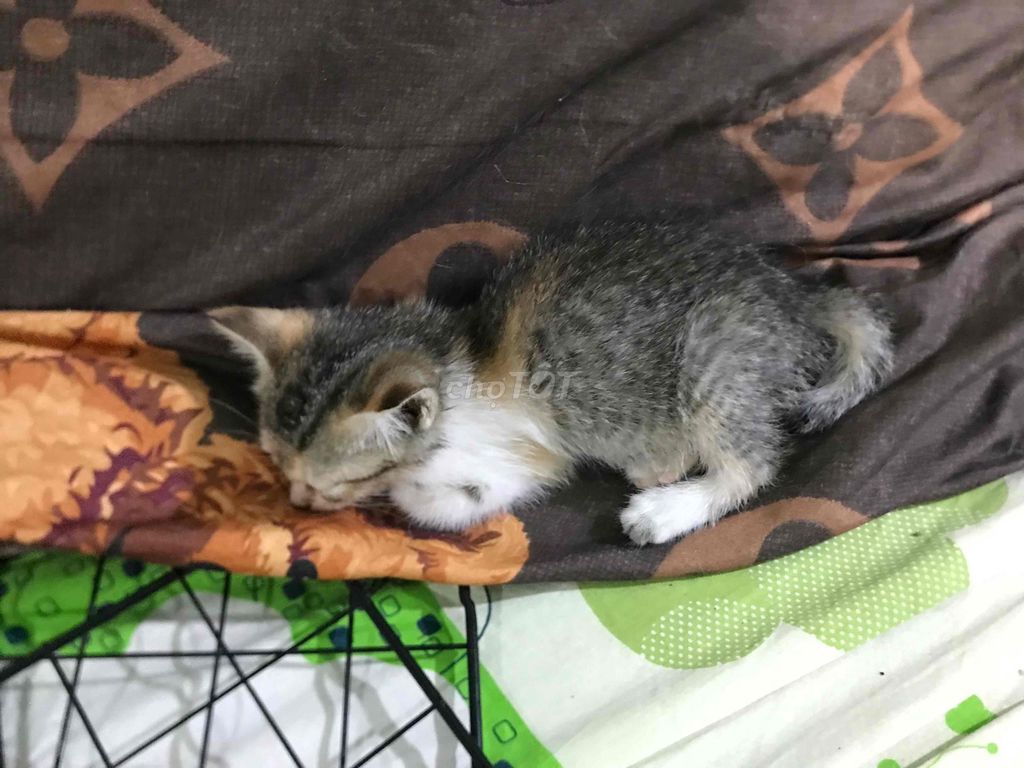 Mèo Tam thể 1 tháng tuổi. Mua bán Mèo tại Thành phố Thủ Đức Tp Hồ Chí Minh được đăng bởi Kiếp nghèo hình 1