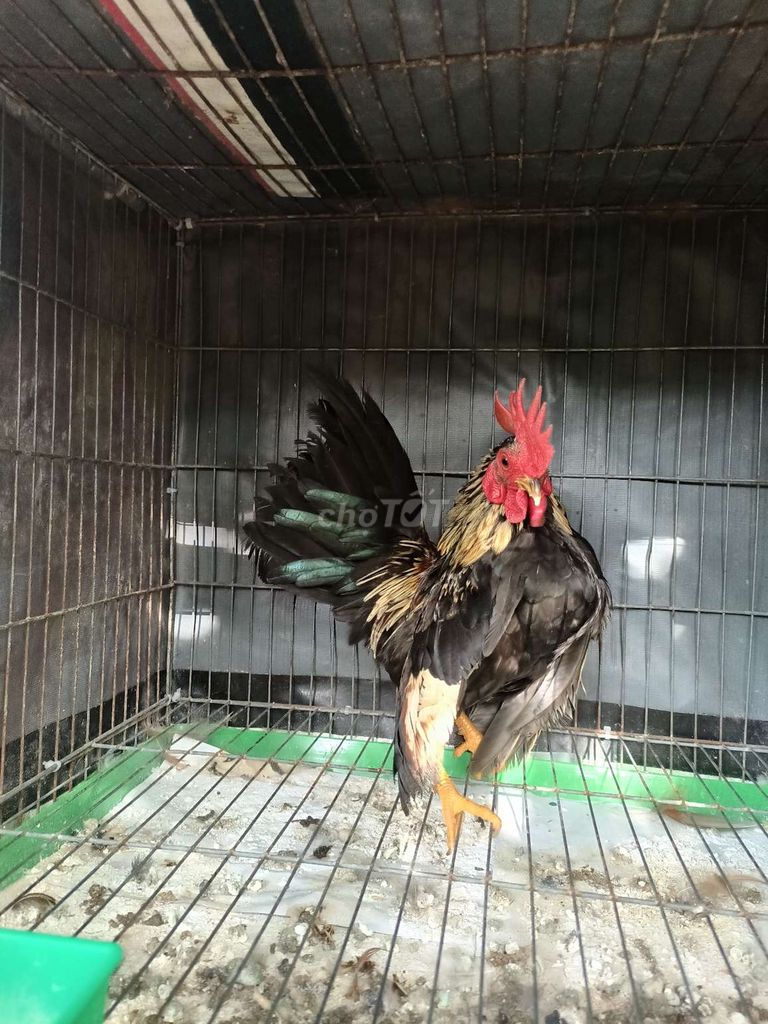 Gà Serama trống chuối đen 3.5 tháng. Mua bán Gà tại Thành phố Sóc Trăng Sóc Trăng được đăng bởi Lý Khâm Tuấn hình 1