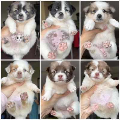 Chó nhật dễ thương đáng yêu