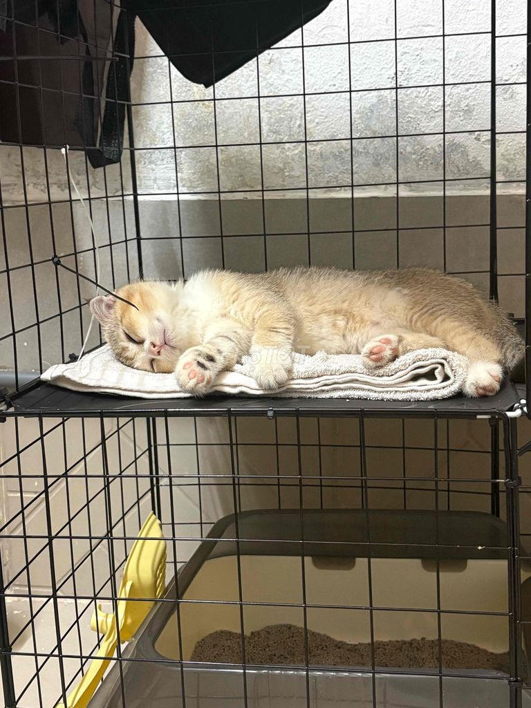 Mèo Golden tai cụp Vàng kem. Mua bán Mèo tại Quận Bình Thạnh Tp Hồ Chí Minh được đăng bởi Khang Nguyễn hình 1