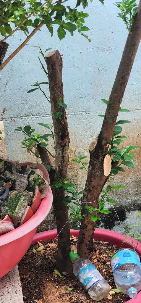 Cây quất gốc to đã cắt tỉa. Mua bán Cây cảnh, đồ trang trí tại Quận 11 Tp Hồ Chí Minh được đăng bởi tony nguyễn hình 1
