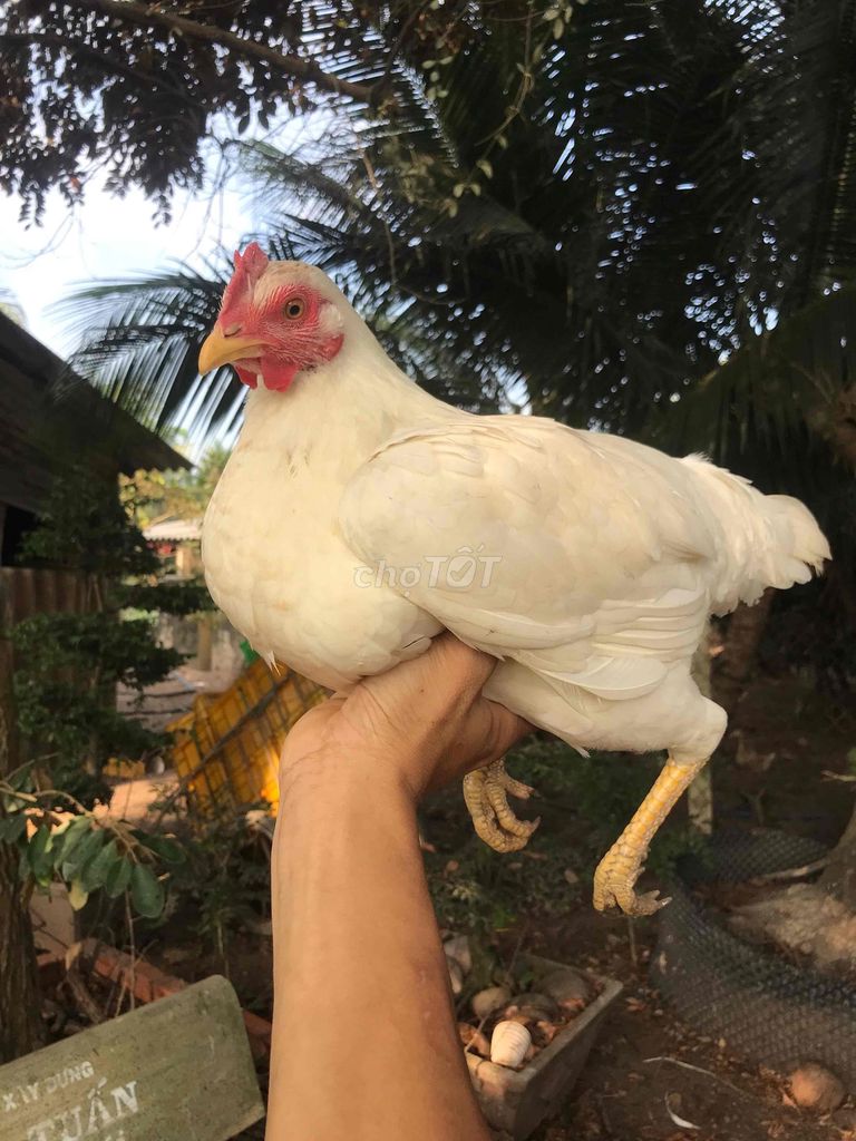 Mái bướm bổn mẻ. Mua bán Gà tại Huyện Bình Chánh Tp Hồ Chí Minh được đăng bởi Việt Gà hình 1
