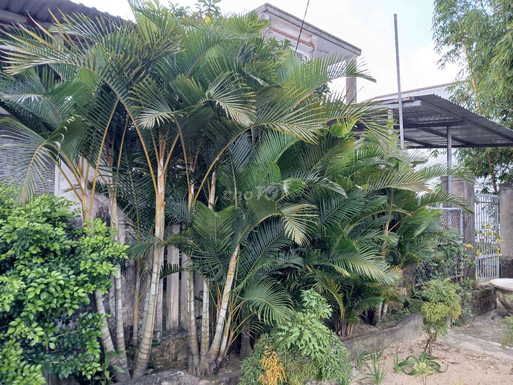 Dừa cảnh Hội An - Quảng Nam. Mua bán Cây cảnh, đồ trang trí tại Thành phố Hội An Quảng Nam được đăng bởi Nguyễn Quý hình 1