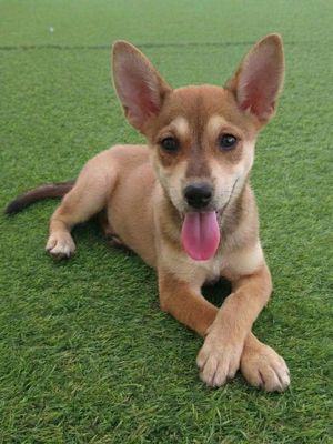 Shiba nâu đỏ 2 tháng siêu đẹp