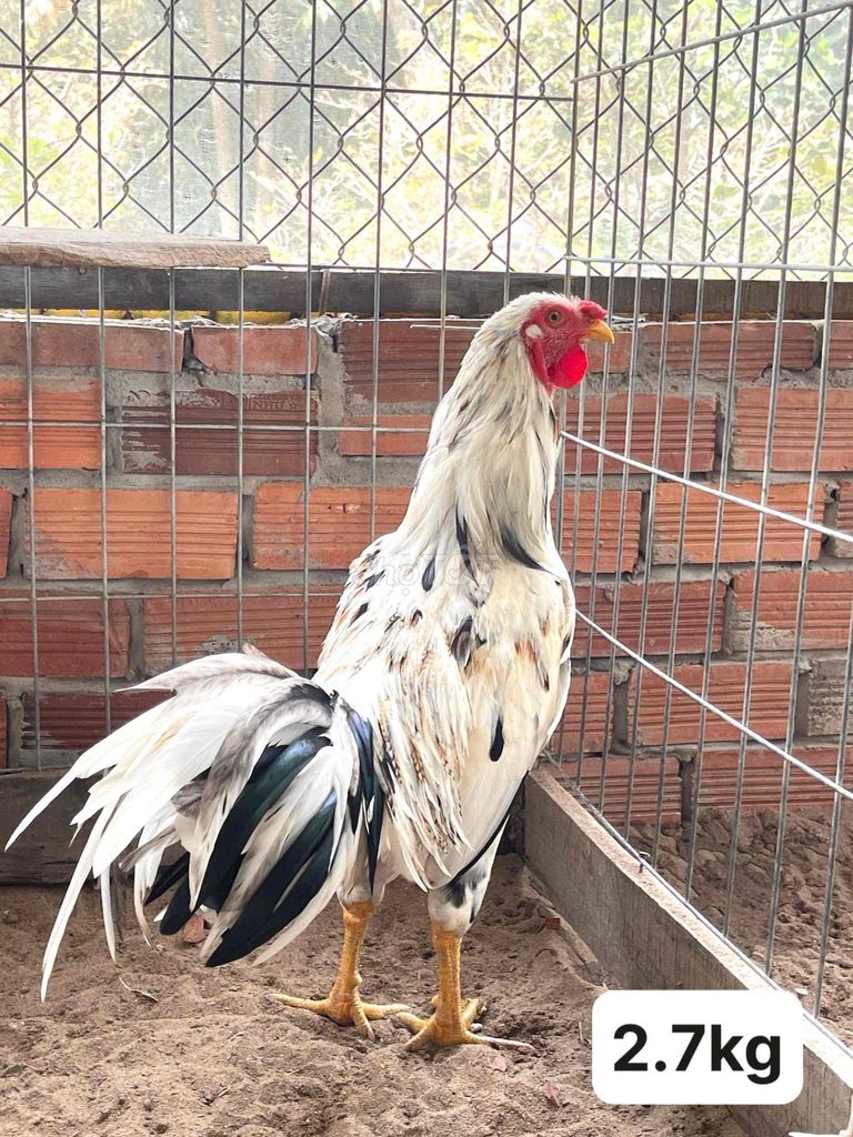 Gà tơ chia tại nhà vài xị  trạng bự. Mua bán Gà tại Huyện Giồng Riềng Kiên Giang được đăng bởi Hoàng Sơn hình 1