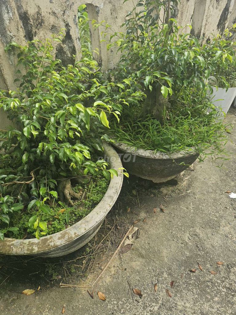 Cây cảnh Sanh Nam Điền lâu năm. Mua bán Cây cảnh, đồ trang trí tại Thành phố Huế Thừa Thiên Huế được đăng bởi Đuc Thăng hình 1