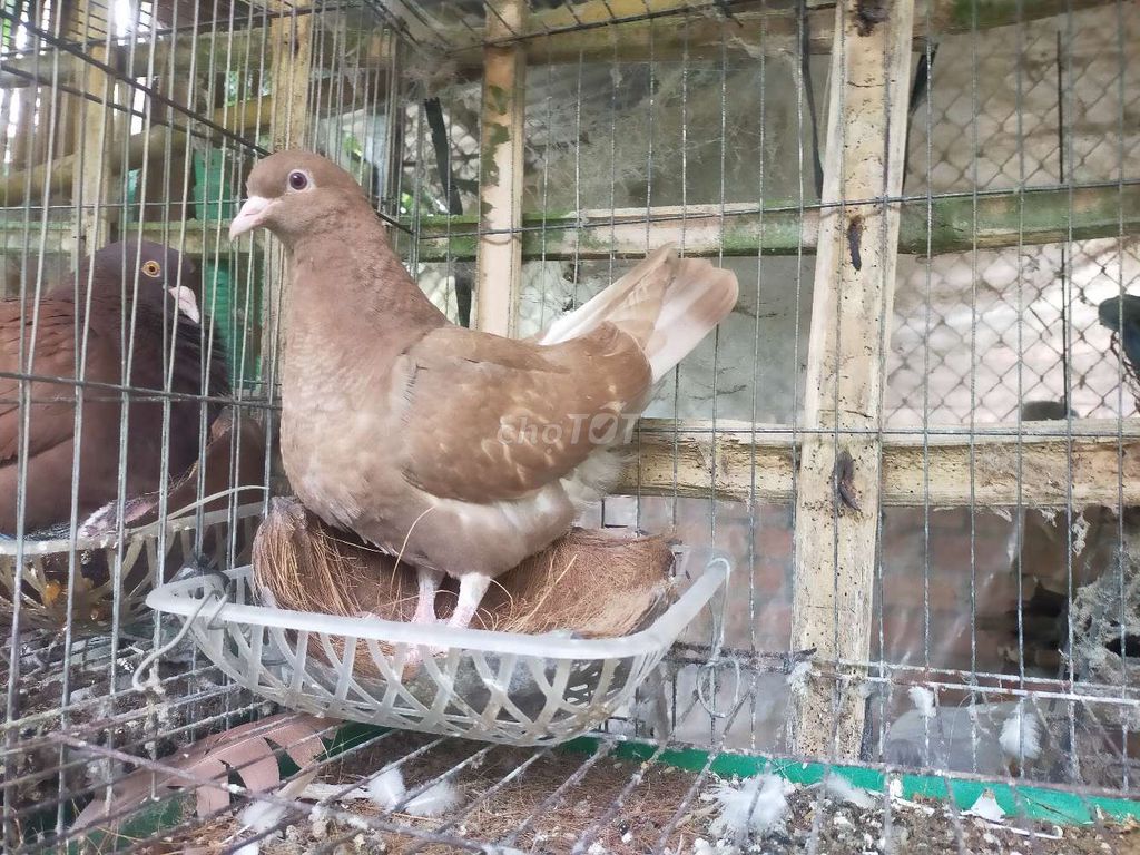 Chim bồ câu tơ màu Nâu 500g. Mua bán Chim tại Huyện Mỏ Cày Bắc Bến Tre được đăng bởi Tuấn Bến Tre hình 1