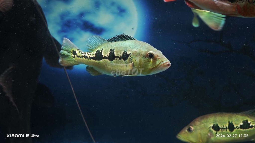 Cá cảnh Orinoco 17-22cm. Mua bán Thú cưng khác tại Thành phố Thủ Đức Tp Hồ Chí Minh được đăng bởi Lê Văn Đệ hình 1