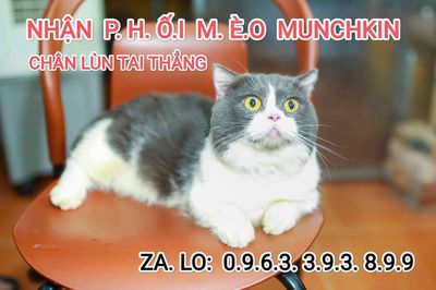 Dịch vụ phối mèo anh lông ngắn Bicolor mặt cân. Mua bán Mèo tại Quận Thanh Xuân Hà Nội được đăng bởi Nguyễn Thị Uyển