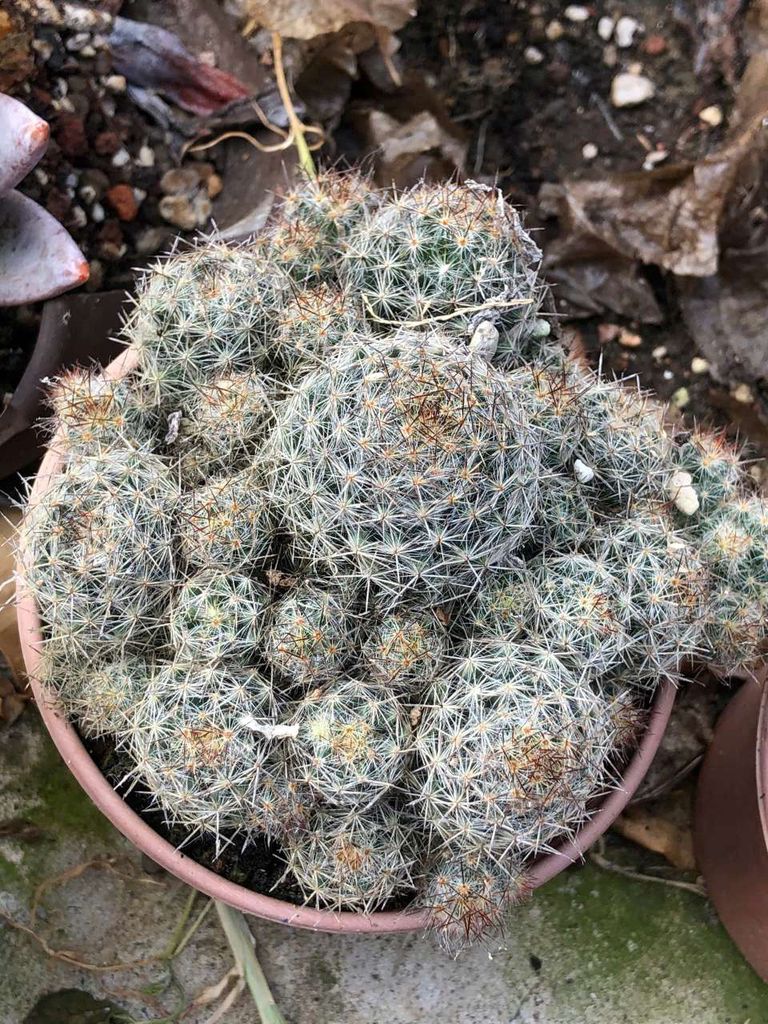 Cây cảnh Xương rồng Xanh lá. Mua bán Cây cảnh, đồ trang trí tại Huyện Cầu Ngang Trà Vinh được đăng bởi Nguyễn Trần Hoài Phong  hình 1