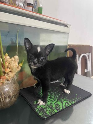 Chihuahua 2 tháng tuổi