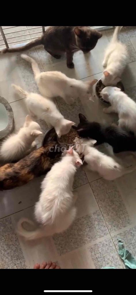 mèo anh thuần chủng ❤️💚💙 đủ màu. Mua bán Mèo tại Quận 8 Tp Hồ Chí Minh được đăng bởi Cửa Hàng Thanh Lý Đồ Cũ Mới hình 3