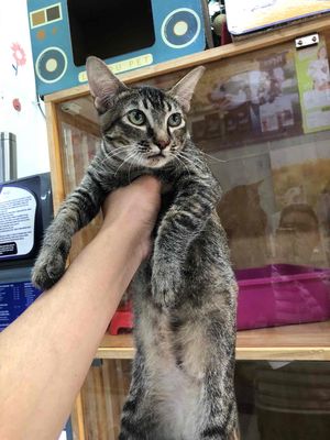 Mèo con ALN lai tabby , cam