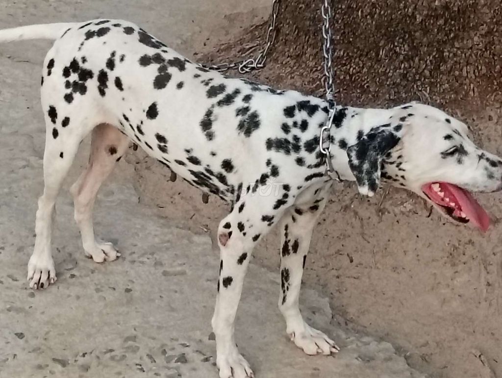 Chó Dalmatian cái đã sinh sản 1 lần. Mua bán Chó tại Thành phố Đồng Xoài Bình Phước được đăng bởi Nhân Rottweiler  hình 1