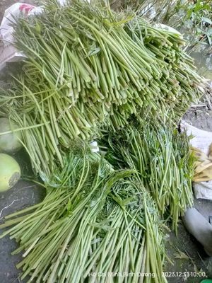 Rau móp chua. Mua bán Đồ ăn, thực phẩm và các loại khác tại Huyện Củ Chi Tp Hồ Chí Minh được đăng bởi banh