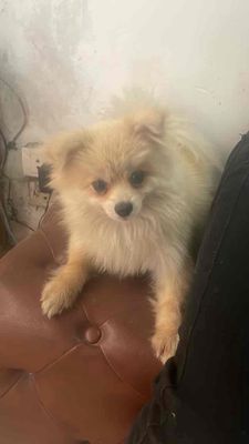 Chó Phốc Sóc cái 1 năm 3 tháng