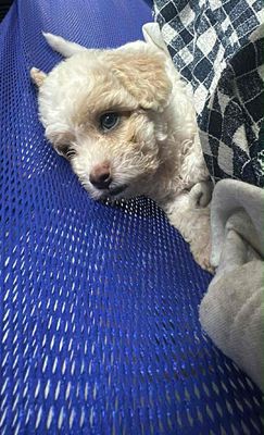 E mua bé mà chủ trọ không cho nuôi nên tìm nhà moi. Mua bán Chó tại Quận Liên Chiểu Đà Nẵng được đăng bởi Nguyễn Trang