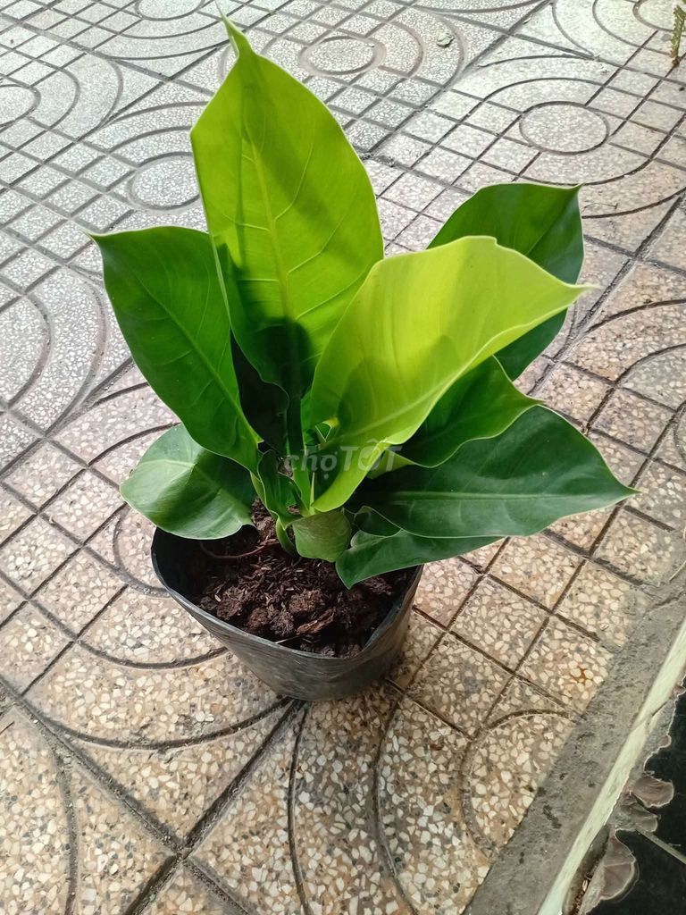 Cây cảnh Trầu bà đế vương Vàng. Mua bán Cây cảnh, đồ trang trí tại Quận Tân Phú Tp Hồ Chí Minh được đăng bởi Thien Phan hình 1