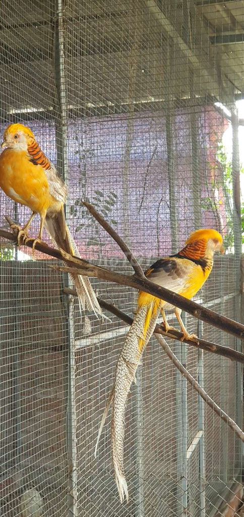 Chim 7 màu vàng. Mua bán Chim tại Thị xã Tân Uyên Bình Dương được đăng bởi leMinh hình 1