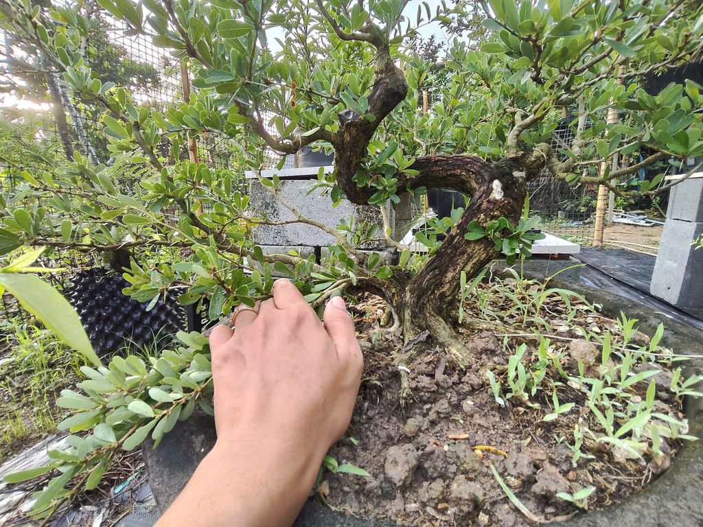 cây cảnh. Mua bán Cây cảnh, đồ trang trí tại Huyện Long Hồ Vĩnh Long được đăng bởi Thắng hình 1
