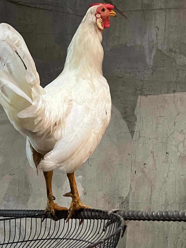 ga buom 1kg1 9 tháng tuổi