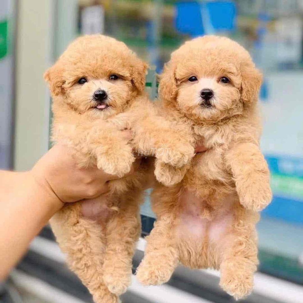 Chó Poodle kemThân thiện đã tiêm phòng. Mua bán Chó tại Thành phố Vĩnh Long Vĩnh Long được đăng bởi Nguyễn Thị Huỳnh Mai hình 1