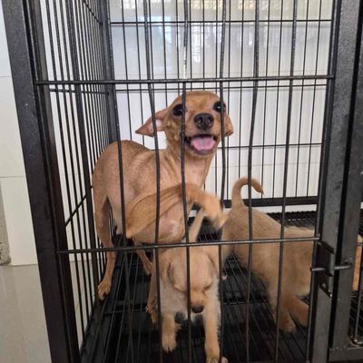 Chó Fox cái 2 tháng tuổi