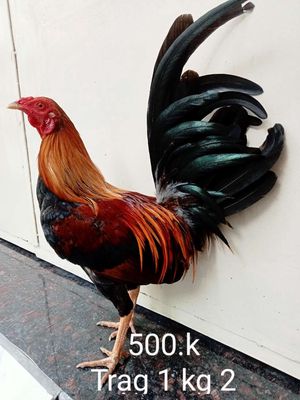 Trạng 1 kg 2 hiên 1 kg 1 tơ zin. Mua bán Gà tại Quận Gò Vấp Tp Hồ Chí Minh được đăng bởi nam gà tre 