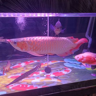 Cá cảnh Huyết long 50-55cm Đỏ