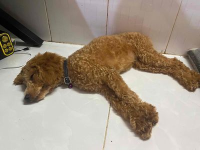 poodle lai phú quốc cực kì khôn