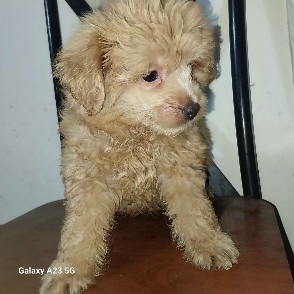 BÉ CÚN POODLE 2 THÁNG TUỔI GIỐNG ĐỰC