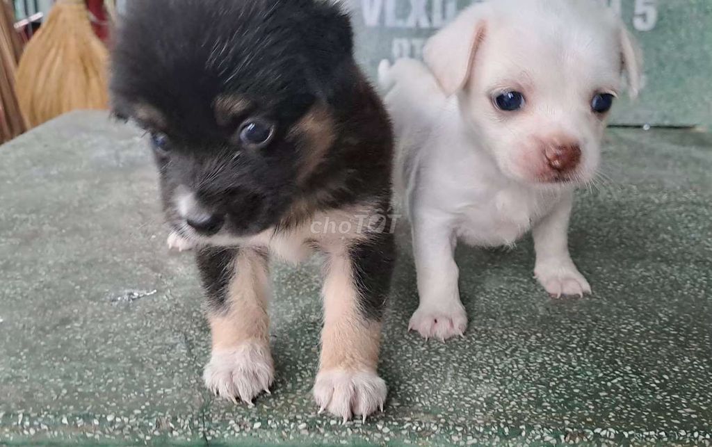 Chó Chihuahua Đen Trắng Dưới 5kg. Mua bán Chó tại Thị xã Tân Uyên Bình Dương được đăng bởi Chưa muốn đạt tên  hình 1