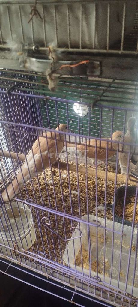 Chim Vú Thái Nâu. Mua bán Chim tại Quận Bắc Từ Liêm Hà Nội được đăng bởi Trung hình 1