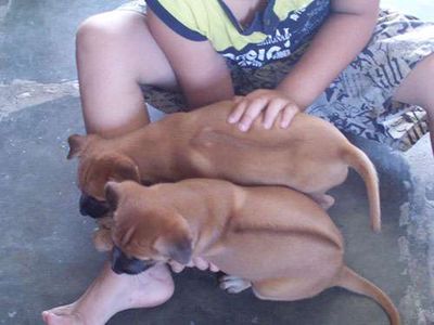 Chó Phú quốc vàng