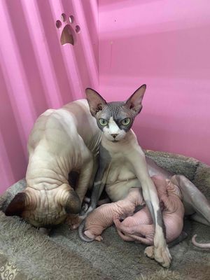 Bé Mèo Cái Sphynx Bicolor Đẹp Có Sản Phẩm Đẹp