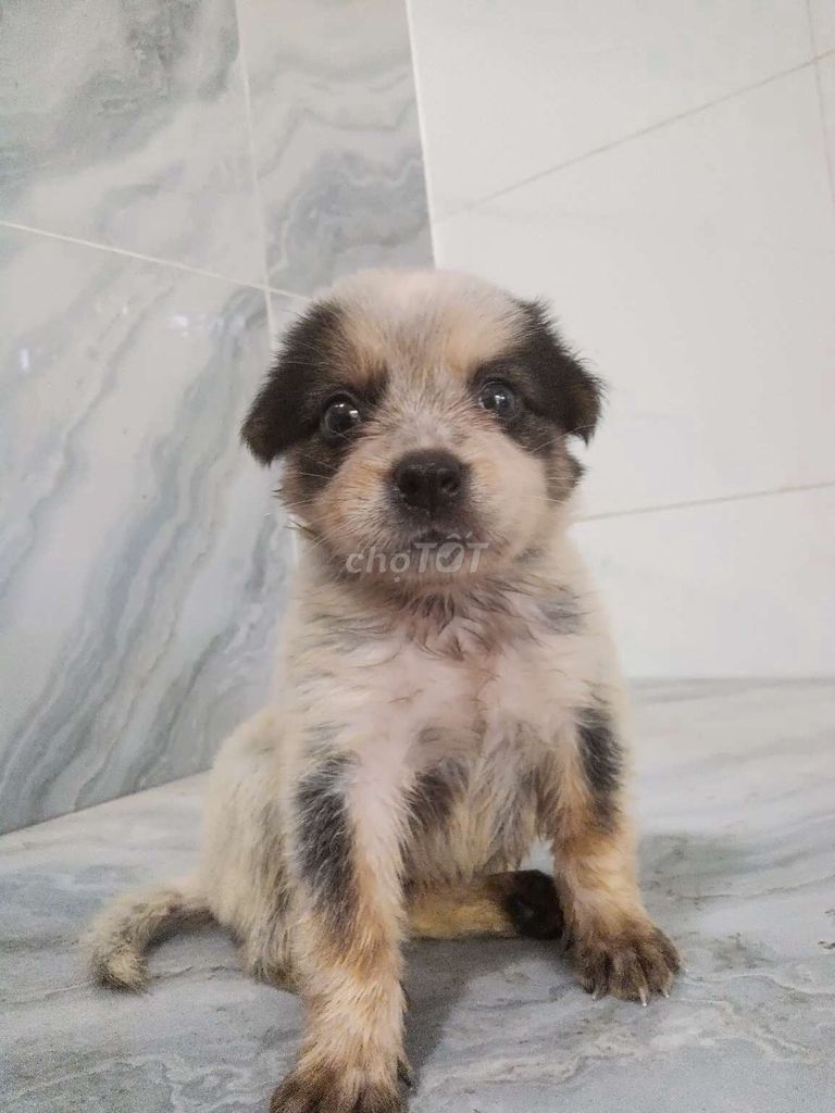 Chó Phốc F khôn lanh ăn giỏi dễ nuôi. Mua bán Chó tại Quận 6 Tp Hồ Chí Minh được đăng bởi Tăng Chí Lương  hình 1