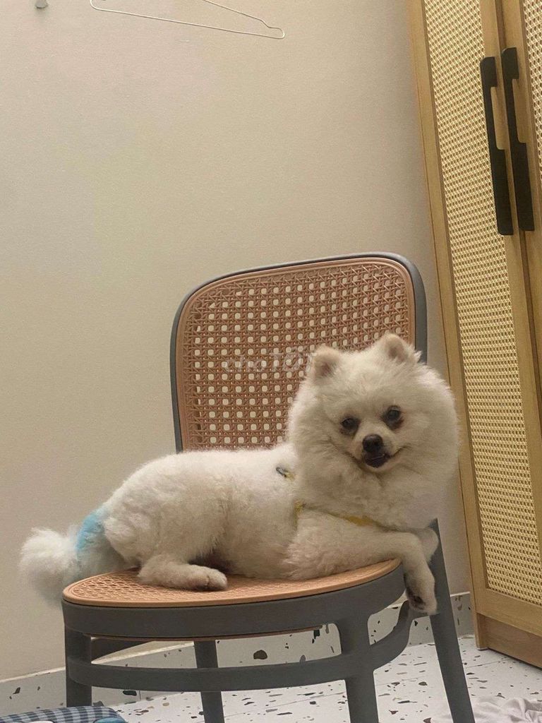 Chó Phốc Sóc Trắng. Mua bán Chó tại Quận Phú Nhuận Tp Hồ Chí Minh được đăng bởi Heo Bé hình 1