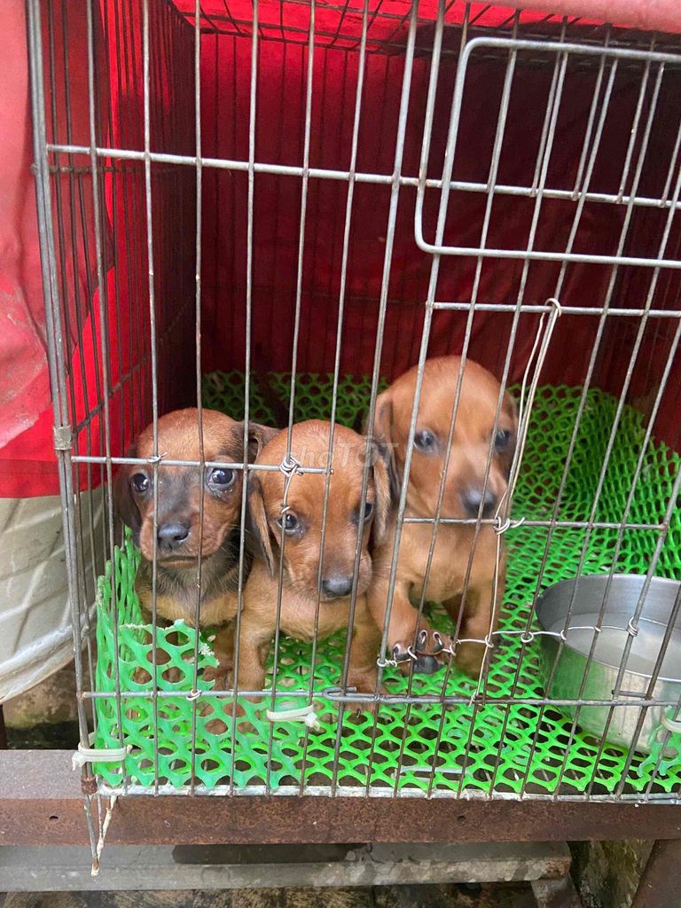 Chó Lạp xưởng con màu Nâu. Mua bán Chó tại Thành phố Biên Hòa Đồng Nai được đăng bởi Trung Nguyễn hình 1