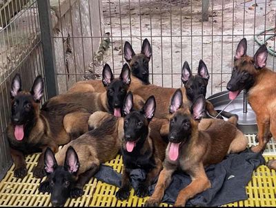 chó béc giê bỉ hn t.ìm chủ